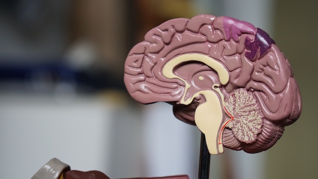 Mental Health Treatment - Picture of a plastic model depicting the right side of a human brain
